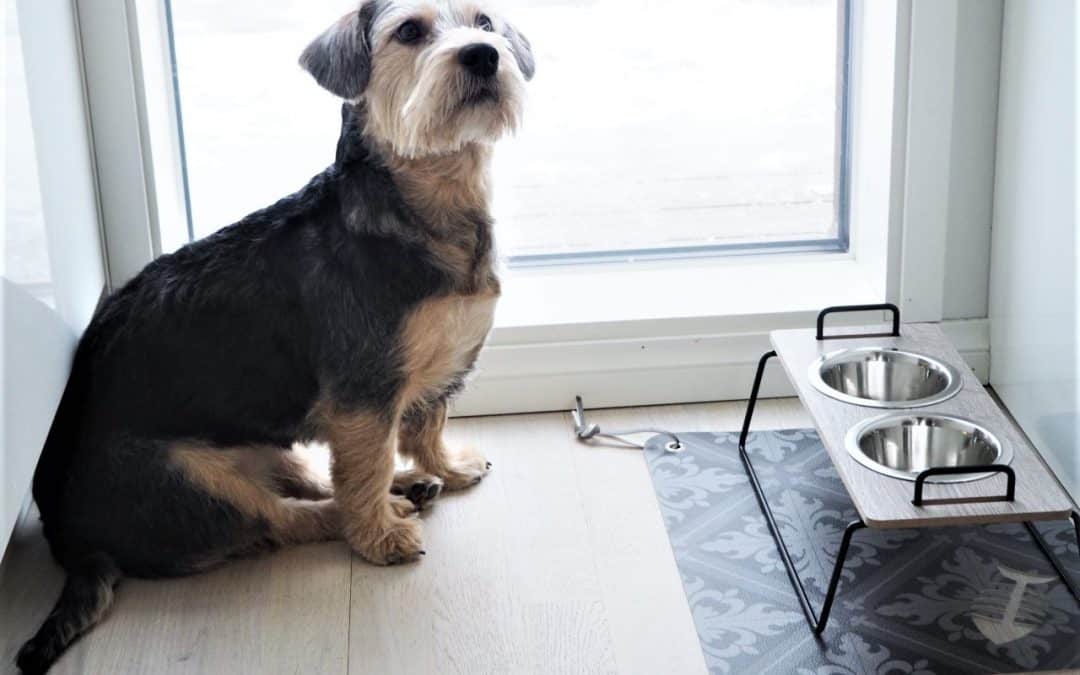 Wuff`s mini kuppiteline jälleen suosituin tuote Habitaressa